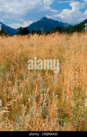 Grassland aux montagnes Wallowa, parc national d'Iwetemlaykin, Joseph, route panoramique nationale de Hells Canyon, Oregon Banque D'Images