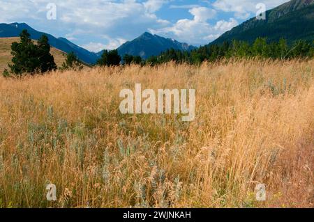 Grassland aux montagnes Wallowa, parc national d'Iwetemlaykin, Joseph, route panoramique nationale de Hells Canyon, Oregon Banque D'Images