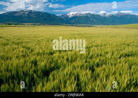 Wheatfield à Wallowa Mountains, comté de Wallowa, Oregon Banque D'Images