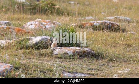 Une marmotte se dresse sur une pierre au milieu des prairies Olkhon. Banque D'Images