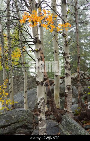 Aspen le long de East Fork Lostine River Trail, Eagle Cap Wilderness, Lostine Wild et Scenic River, Wallowa-Whitman National Forest, Oregon Banque D'Images