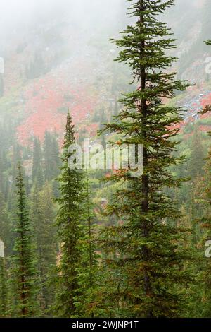 Forêt dans le brouillard le long de East Fork Lostine River Trail, Eagle Cap Wilderness, Lostine Wild et Scenic River, Wallowa-Whitman National Forest, Oregon Banque D'Images