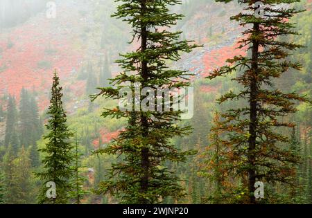 Forêt dans le brouillard le long de East Fork Lostine River Trail, Eagle Cap Wilderness, Lostine Wild et Scenic River, Wallowa-Whitman National Forest, Oregon Banque D'Images