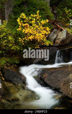 Lostine River le long de la branche est du sentier de la rivière Lostine, Eagle Cap Désert, Lostine Wild and Scenic River, Wallowa-Whitman National Forest, Virginia Banque D'Images