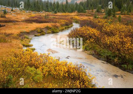 Lostine River le long de la branche est du sentier de la rivière Lostine, Eagle Cap Désert, Lostine Wild and Scenic River, Wallowa-Whitman National Forest, Virginia Banque D'Images