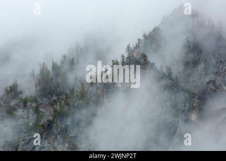 Dans le brouillard de pente subalpin le long de la branche est du sentier de la rivière Lostine, Eagle Cap Désert, Lostine Wild and Scenic River, Wallowa-Whitman National Forest, Ore Banque D'Images