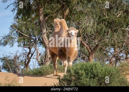 Un chameau beige moelleux se dresse avec ses deux grandes bosses dans une oasis de verdure au bord du désert de Gobi en Mongolie. Banque D'Images