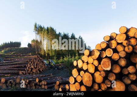 Récolte de bois dans les Highlands écossais un matin d'hiver Banque D'Images