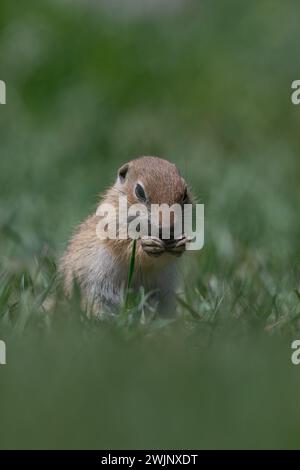 Écureuil se nourrissant dans l'herbe verte. Écureuil anatolien de Souslik, Spermophilus xanthoprymnus Banque D'Images