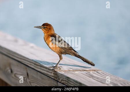 Grackle femelle à queue de bateau assis sur une balustrade en bois sous le soleil du soir en Floride Banque D'Images