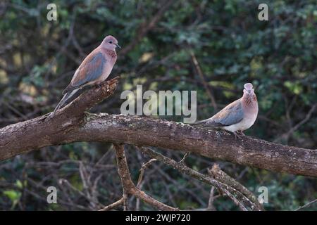 Colombes riantes (Spilopelia senegalensis), appariées sur une bûche tombée Banque D'Images
