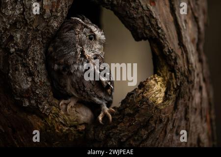 Un Eastern Screech Owl Gray Morph, Megascops asio Banque D'Images