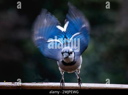 Un Bluejay arrive sur le pont Banque D'Images