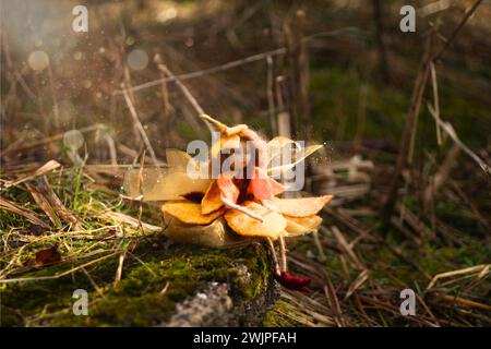 petite fée satisfaite dans sa robe de fleur d'orange assis sur une marche moussue d'un vieux jardin et profitant du premier rayon du soleil après un long hiver Banque D'Images