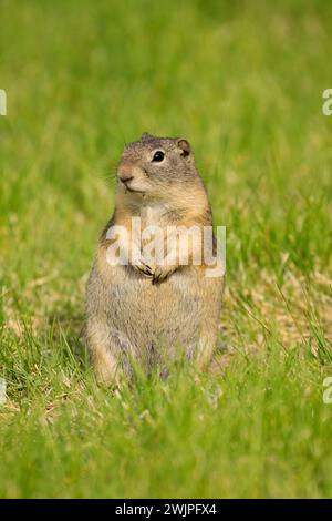 Gopher, Malheur National Wildlife Refuge, Oregon Banque D'Images