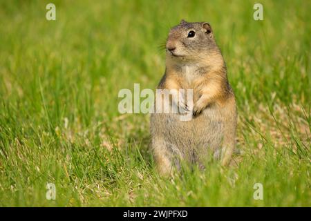 Gopher, Malheur National Wildlife Refuge, Oregon Banque D'Images