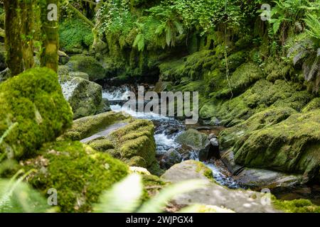 De petites chutes d'eau près de Torc Waterfall, l'une des attractions touristiques les plus populaires en Irlande, situé dans les bois du parc national de Killarney. L'arrêt de l'enquête Banque D'Images