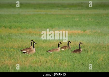 Bernaches du Canada (Branta canadensis), réserve nationale de faune de Malheur, Oregon Banque D'Images