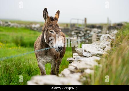 Âne pâturant dans des pâturages verts derrière une clôture. Jack se nourrissant dans les prairies verdoyantes d'Irlande. Banque D'Images