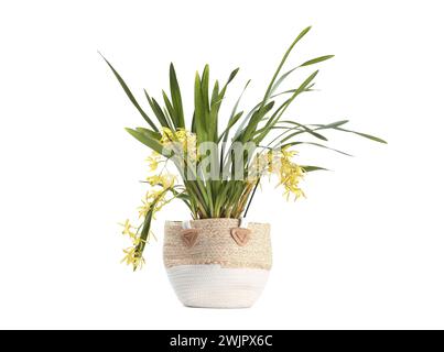 Plante d'orchidée vanille avec fleurs jaunes en pot isolé sur blanc Banque D'Images