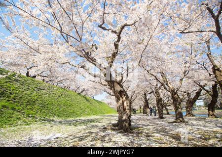 Belle fleur de cerisier rose ou tunnel Sakura au parc Goryokaku au printemps, Hakodate, Hokkaido, Japon Banque D'Images