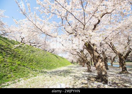 Belle fleur de cerisier rose ou tunnel Sakura au parc Goryokaku au printemps, Hakodate, Hokkaido, Japon Banque D'Images