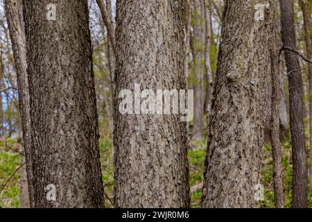 Hackberry commun, Celtis occidentalis, arbre dans la plaine inondable du parc d'État de Ledges près de Boone, Iowa, États-Unis Banque D'Images