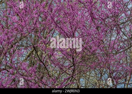 Redbud oriental, Cercis canadensis, floraison dans la forêt du parc d'État de Ledges près de Boone, Iowa, États-Unis Banque D'Images