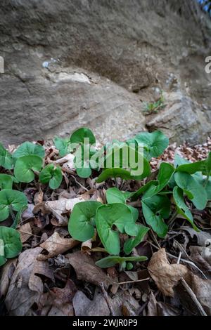 Ledges State Park près de Boone, Iowa, États-Unis Banque D'Images