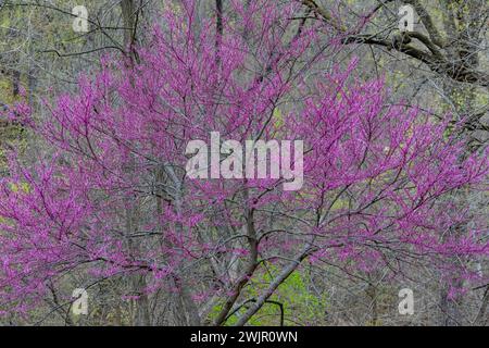 Redbud oriental, Cercis canadensis, floraison dans la forêt du parc d'État de Ledges près de Boone, Iowa, États-Unis Banque D'Images