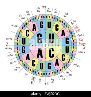 Codons ARN, illustration Banque D'Images