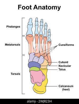 OS du pied, illustration Banque D'Images