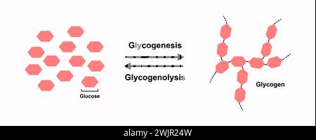 Glycogenèse et glycogénolyse, illustration Banque D'Images