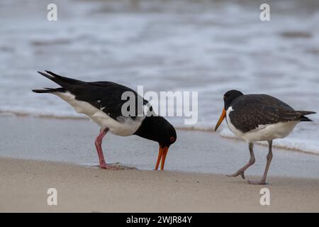 Deux attrapeurs d'huîtres énergiques sondent le sable à la recherche d'un crustacé le long d'un rivage de Northern Beaches à Cairns, Queensland, Australie. Banque D'Images