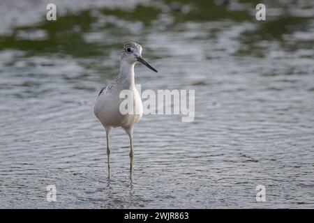 Un shank commun solitaire se tient au genou dans l'eau sur les vasières de marée cherchant à se nourrir de petits invertébrés. Banque D'Images