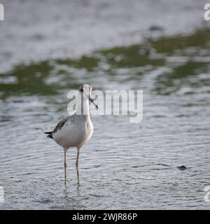 Un shank commun solitaire se tient au genou dans l'eau sur les vasières de marée cherchant à se nourrir de petits invertébrés. Banque D'Images