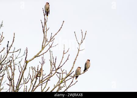 Potters Lane, Farnham. 15 février 2024. Temps sec ce matin avec quelques intervalles ensoleillés à travers. Les waxwings (Bombycilla garrulus) se sont rassemblées dans un arbre près de l'hôpital Farnham dans le Surrey. Crédit : james jagger/Alamy Live News Banque D'Images