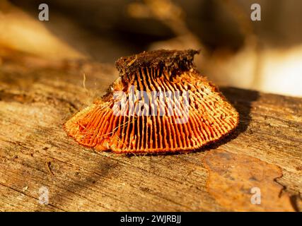 Détail : le dessous montrant les « branchies » de Gloeophyllum sépiarium, polypore à branchies rouillées. Ce poypore a été trouvé poussant sur une bûche de conifères, en T. Banque D'Images