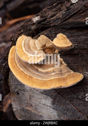 Un champignon de support, Trametes pubescens, a été trouvé poussant sur une bûche de cotonnier noir, à Troy, Montana Banque D'Images