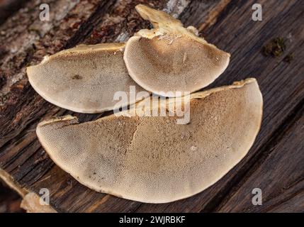 La surface des pores d'un champignon à support, Trametes pubescens, qui pousse sur une bûche de cotonnier noir, à Troy, Montana Banque D'Images