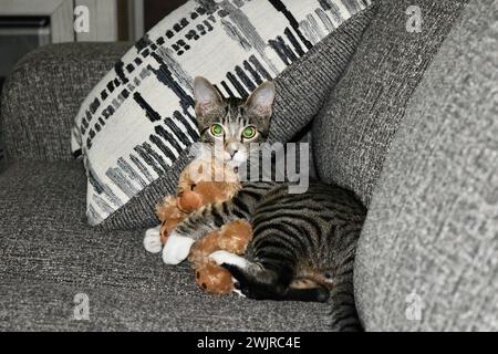 Adorable chaton tabby noir et gris jouant avec un ours en peluche sur un canapé gris Banque D'Images