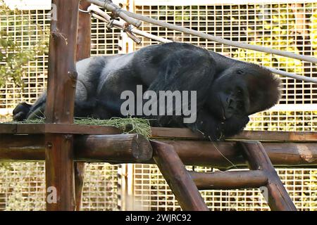 Gorilles dans un zoo, principalement grands singes vivant au sol qui habitent les forêts tropicales de l'Afrique équatoriale Banque D'Images