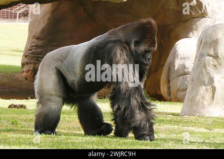 Gorilles dans un zoo, principalement grands singes vivant au sol qui habitent les forêts tropicales de l'Afrique équatoriale Banque D'Images