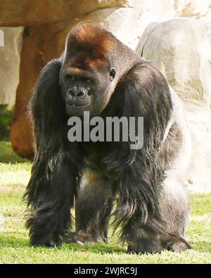 Gorilles dans un zoo, principalement grands singes vivant au sol qui habitent les forêts tropicales de l'Afrique équatoriale Banque D'Images