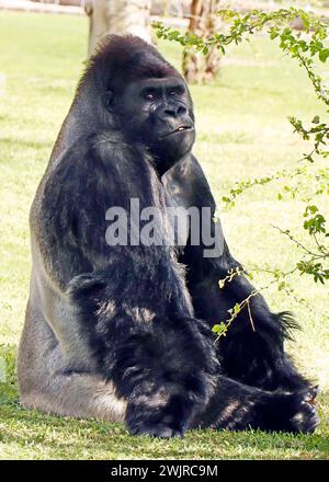 Gorilles dans un zoo, principalement grands singes vivant au sol qui habitent les forêts tropicales de l'Afrique équatoriale Banque D'Images