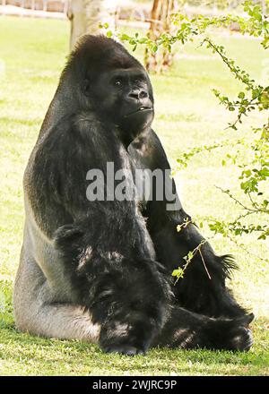 Gorilles dans un zoo, principalement grands singes vivant au sol qui habitent les forêts tropicales de l'Afrique équatoriale Banque D'Images