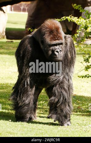 Gorilles dans un zoo, principalement grands singes vivant au sol qui habitent les forêts tropicales de l'Afrique équatoriale Banque D'Images