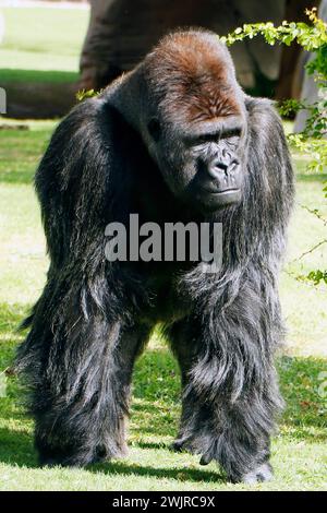 Gorilles dans un zoo, principalement grands singes vivant au sol qui habitent les forêts tropicales de l'Afrique équatoriale Banque D'Images