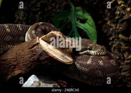 Le Python du tapis central (Morelia bredli) est une espèce non venimeuse endémique de l'Australie. Les noms communs sont Centralian Carpet Python, Bredl’s Pyth Banque D'Images