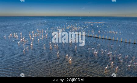 Flamants roses dans la baie d'Alfacs sur un coucher de soleil dans le delta de l'Èbre (Tarragone, Catalogne, Espagne) ESP : Flamencos en la Bahía de los Alfaques en un atardecer Banque D'Images